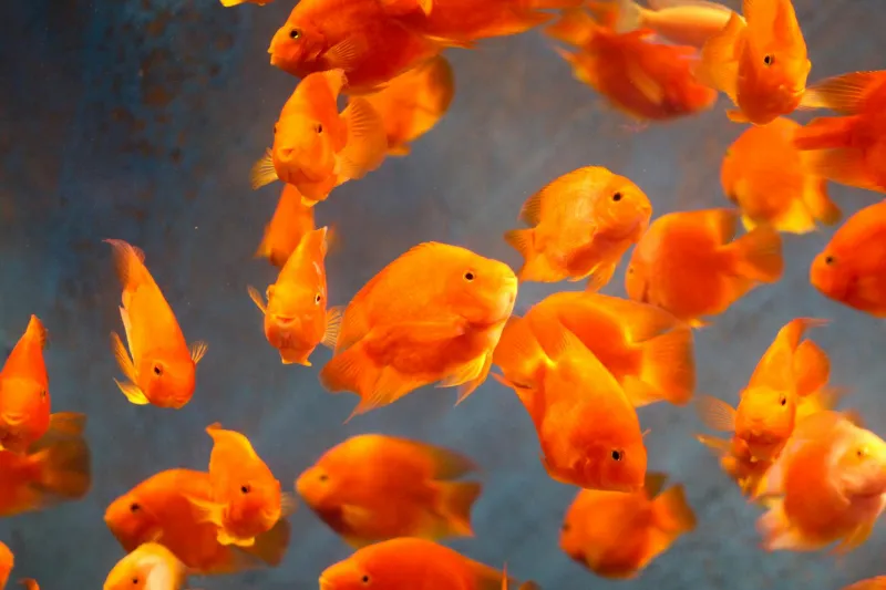 That Three-Second Goldfish Memory Myth Just Got Destroyed by Actual Fish Scientists — And the Real Number Is Shockingly High