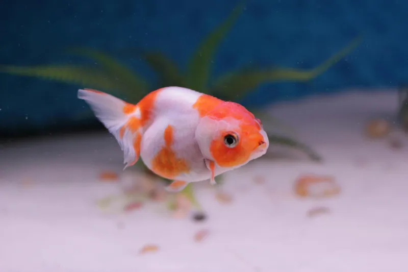 Your Pet Goldfish Is Smarter Than You Think — And Science Proves It