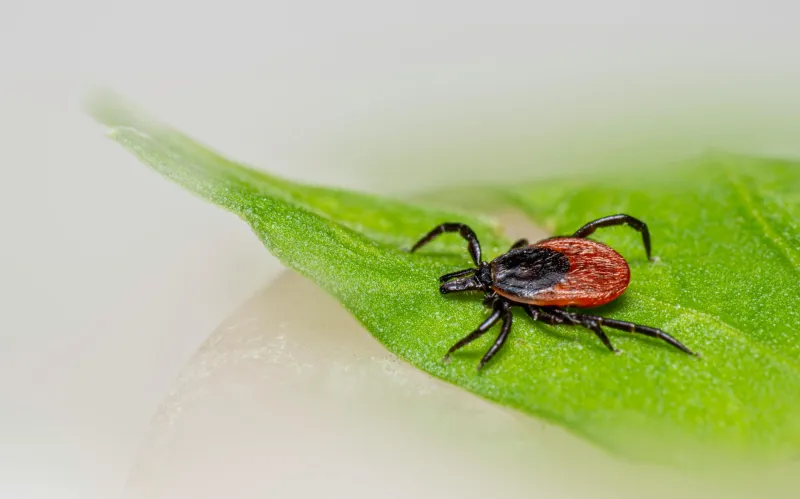 The Tiny Tick Terror: Why Size Doesn't Matter When It Comes to Lyme Disease