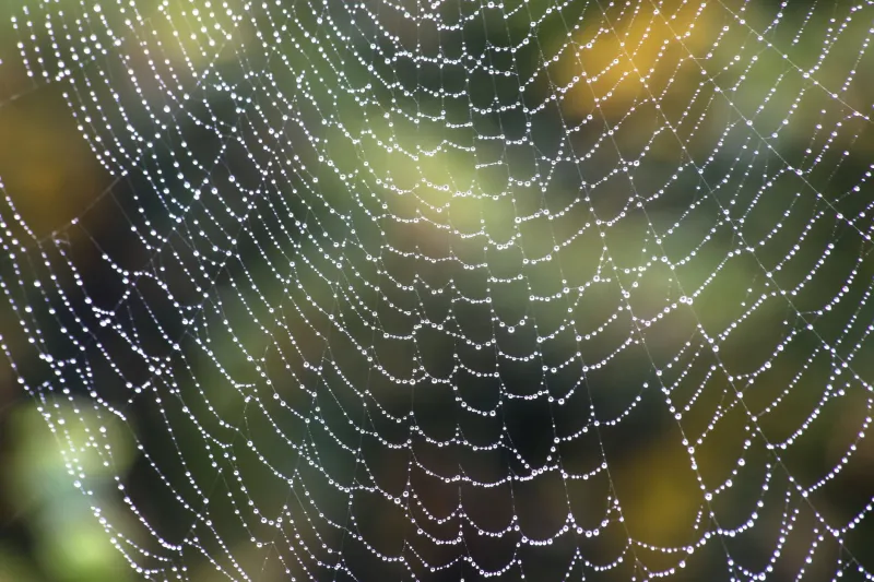 That Spider-Swallowing Statistic Was Made Up on Purpose — And It Fooled the Entire Internet